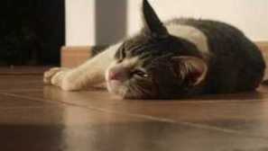 Kočka jí nic, pití hodně nebo nepije, co dělat